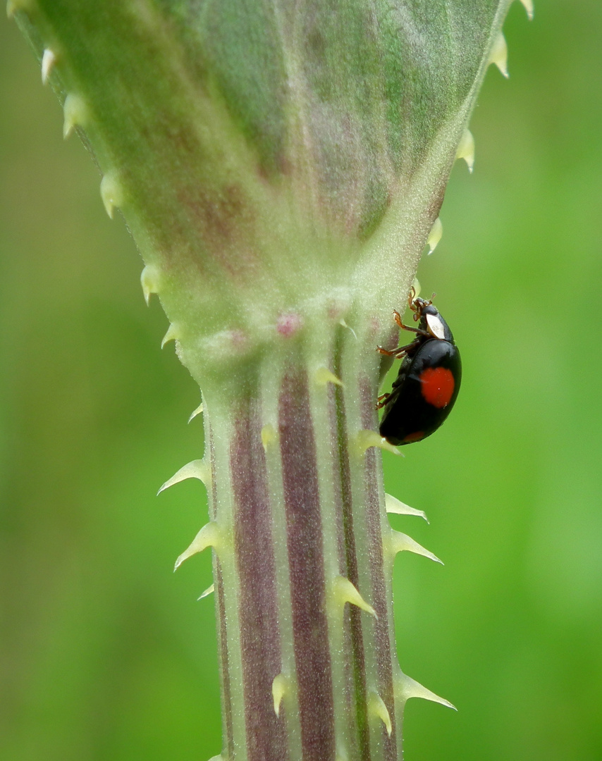 lady bird