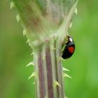 lady bird