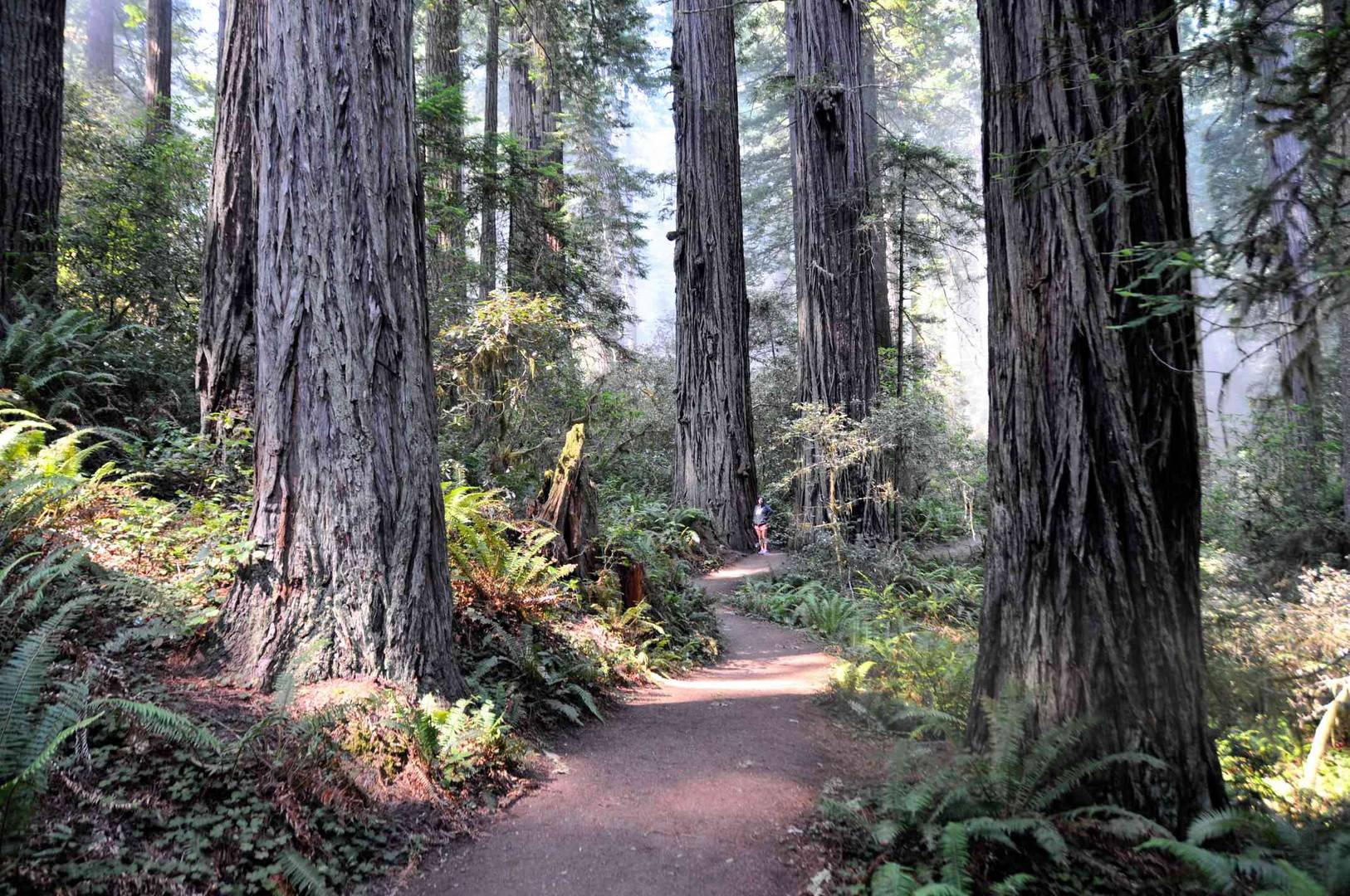 Lady Bird Johnson Grove - Redwood National Park