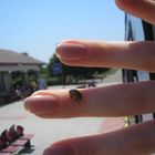 lady bird on my finger