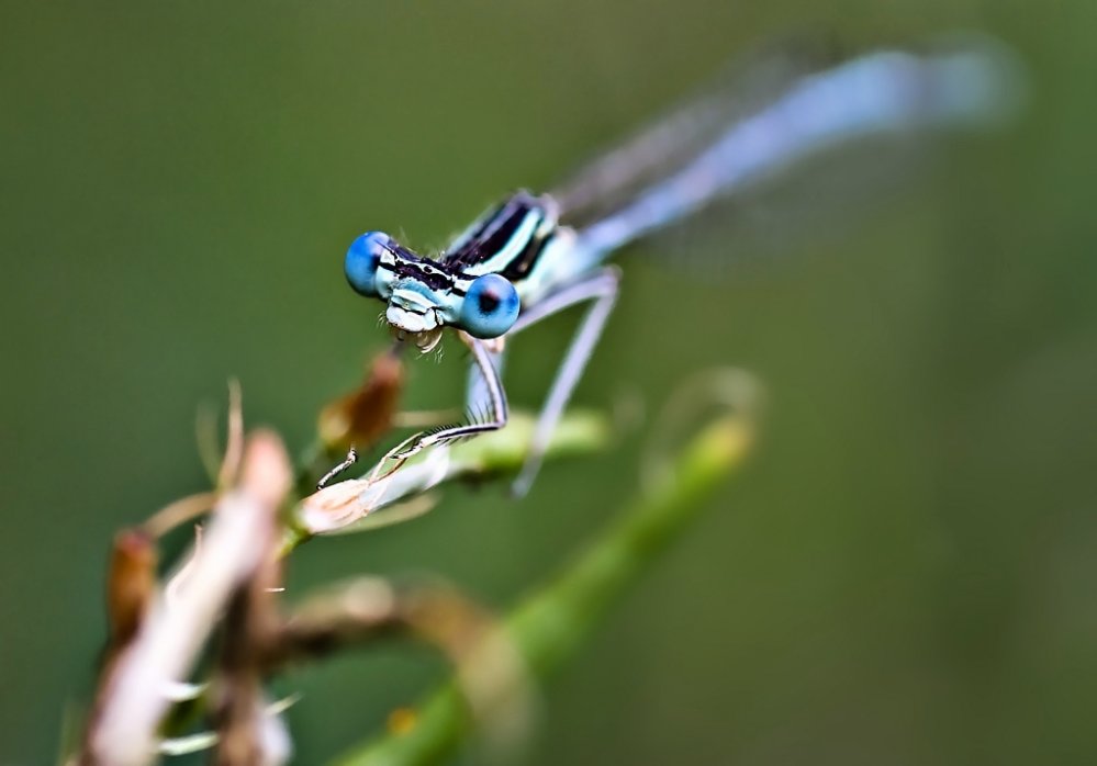 Lady blue