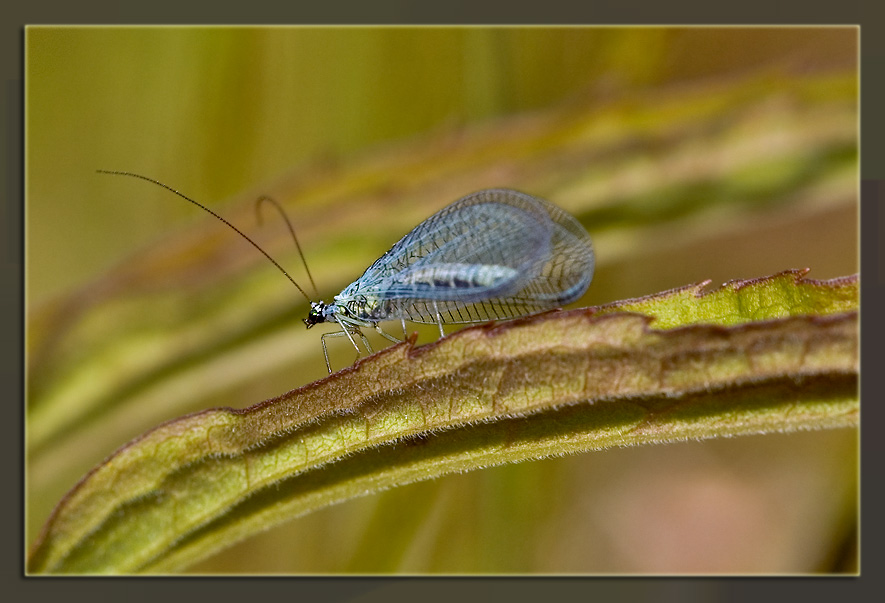 Lady Blue