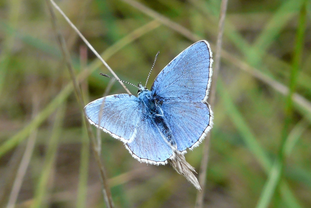 Lady blue