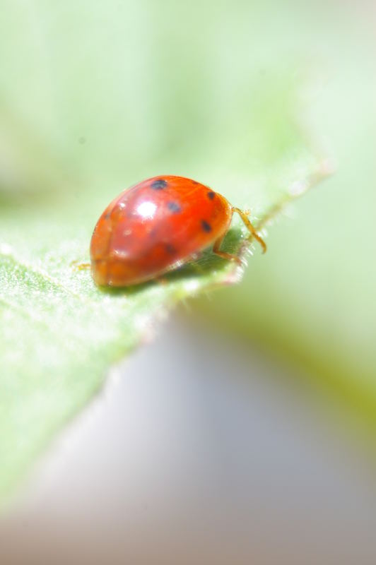 lady bug