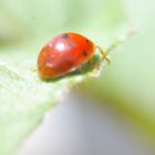 lady bug