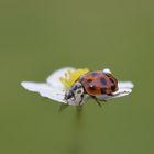 Lady "Bug" 