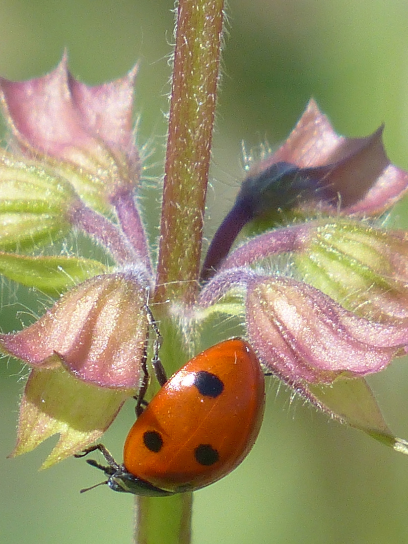 Lady Bug