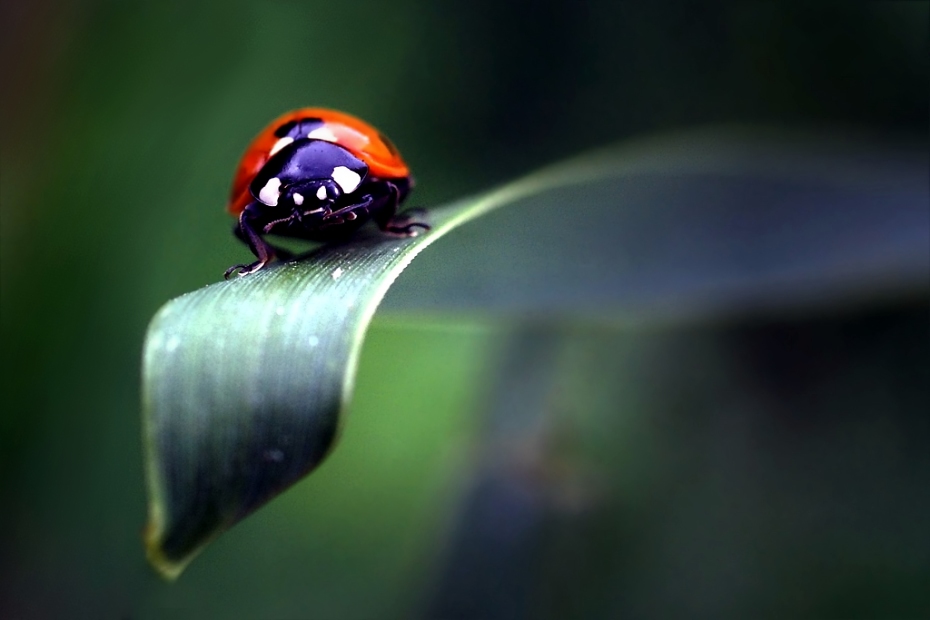 Lady Bug