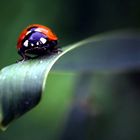 Lady Bug