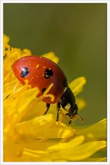 Lady Bug