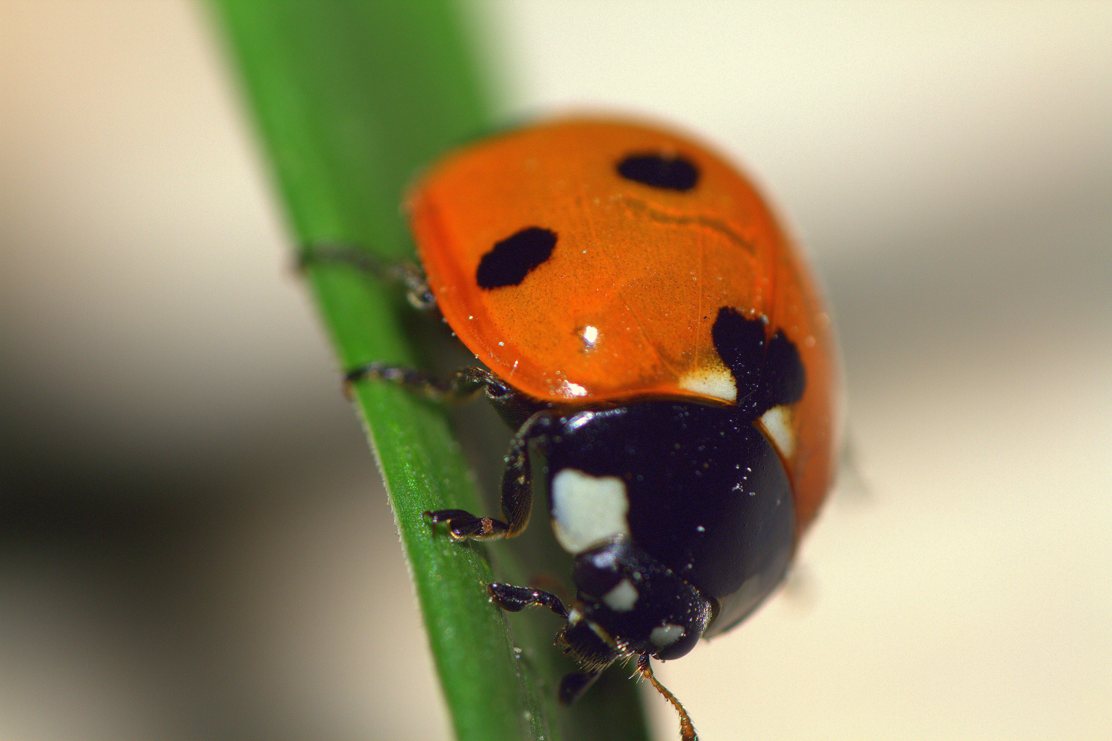 Lady Bug