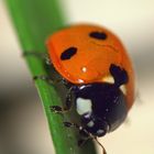 Lady Bug