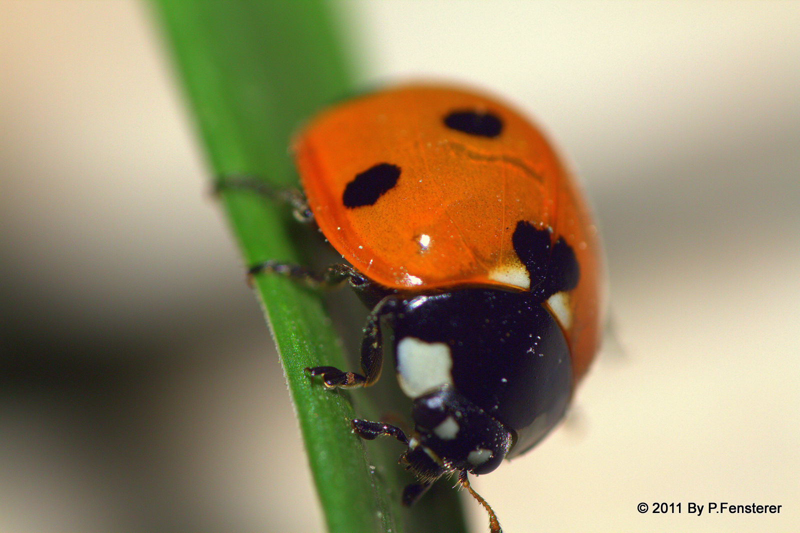 Lady Bug