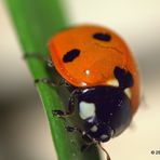 Lady Bug