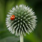 Lady bug 