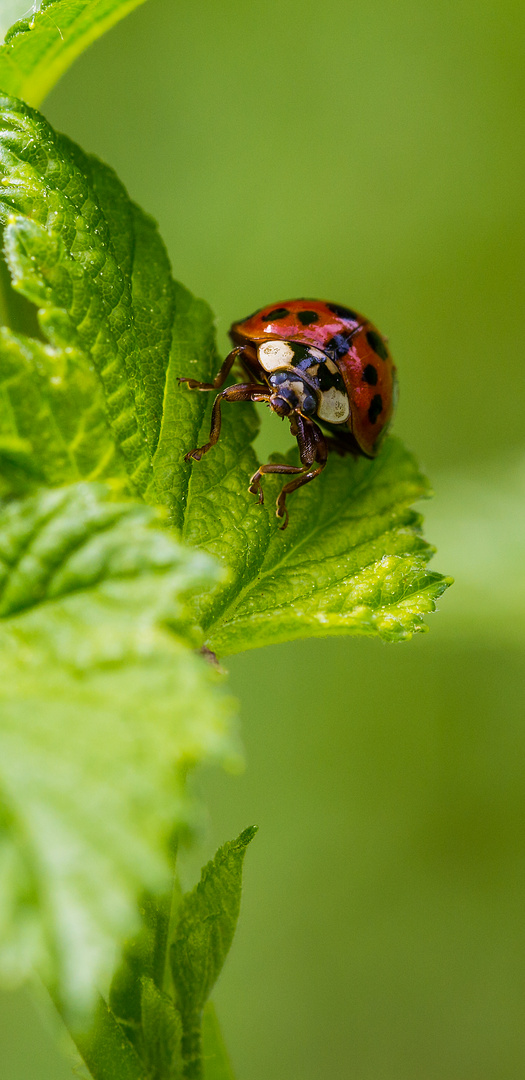 Lady Bug