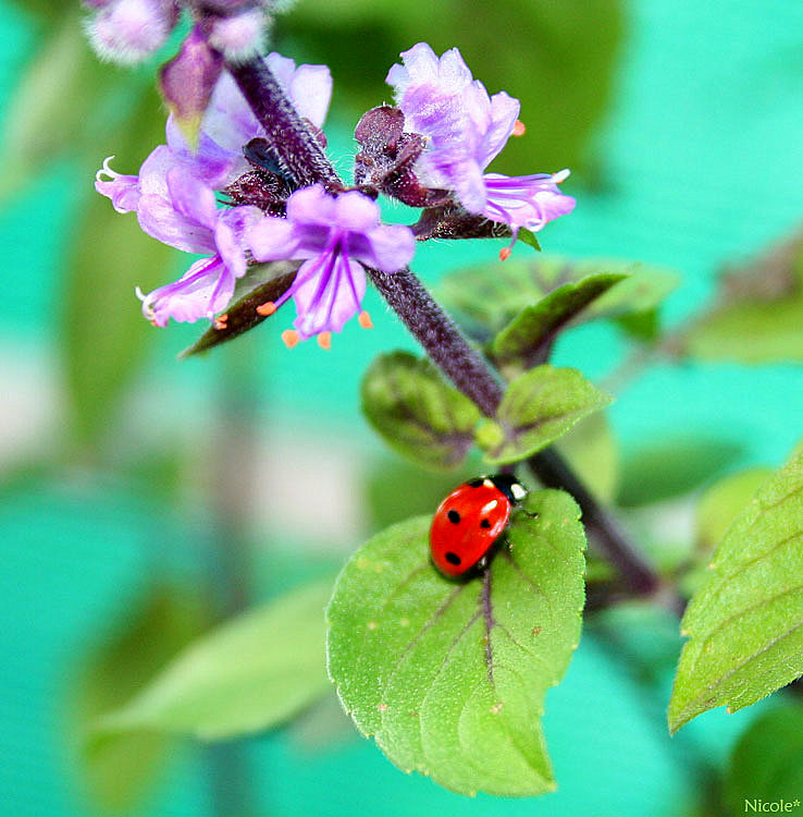 Lady Bug