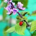 Lady Bug