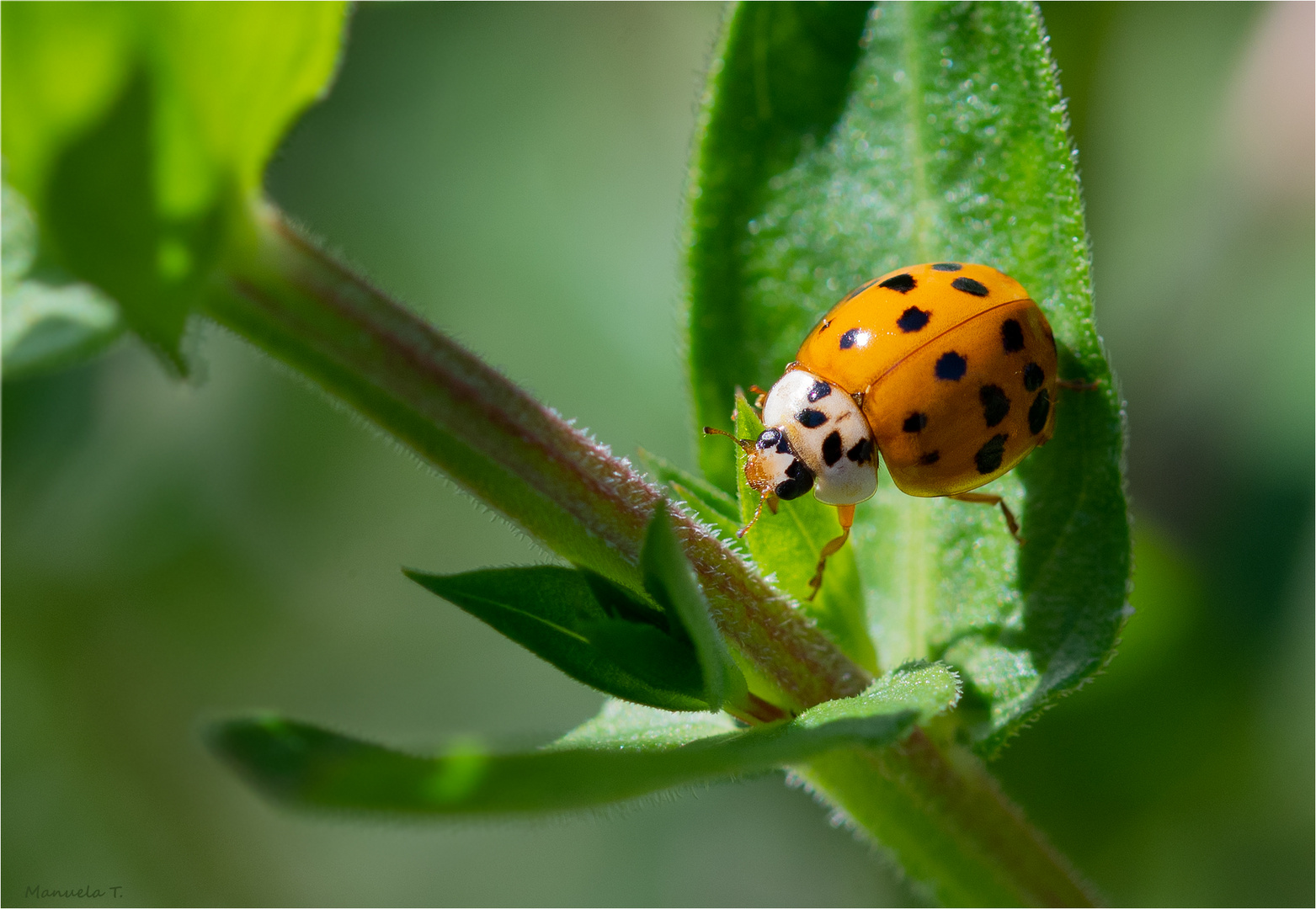 Lady bug