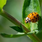 Lady bug