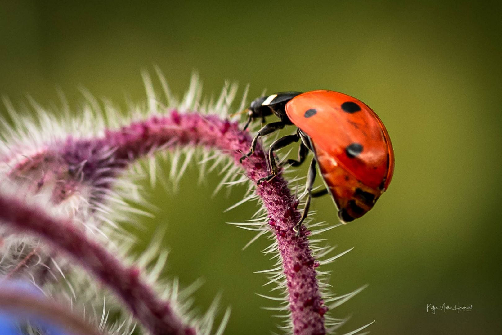 Lady Bug