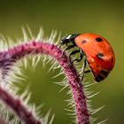 Lady Bug