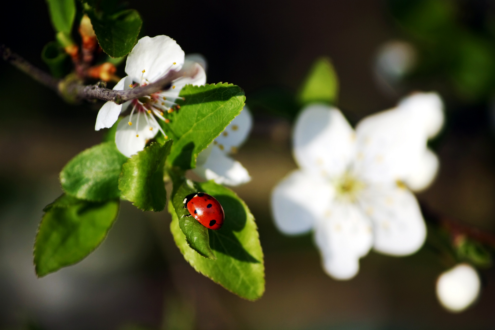 lady bug