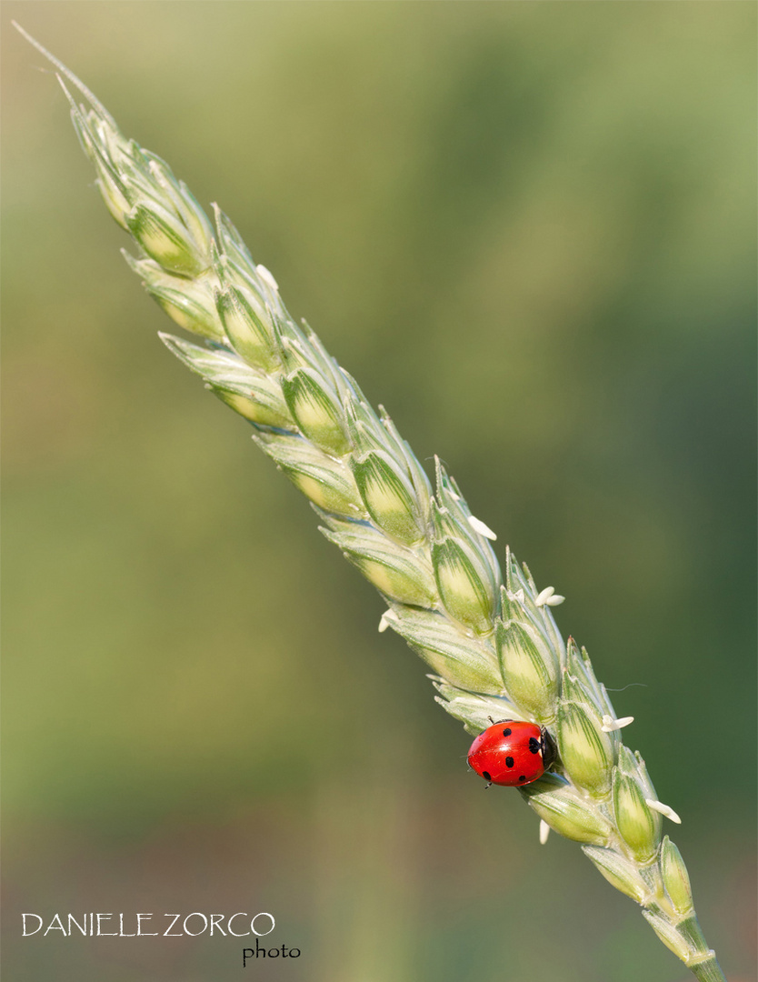 Lady Bug