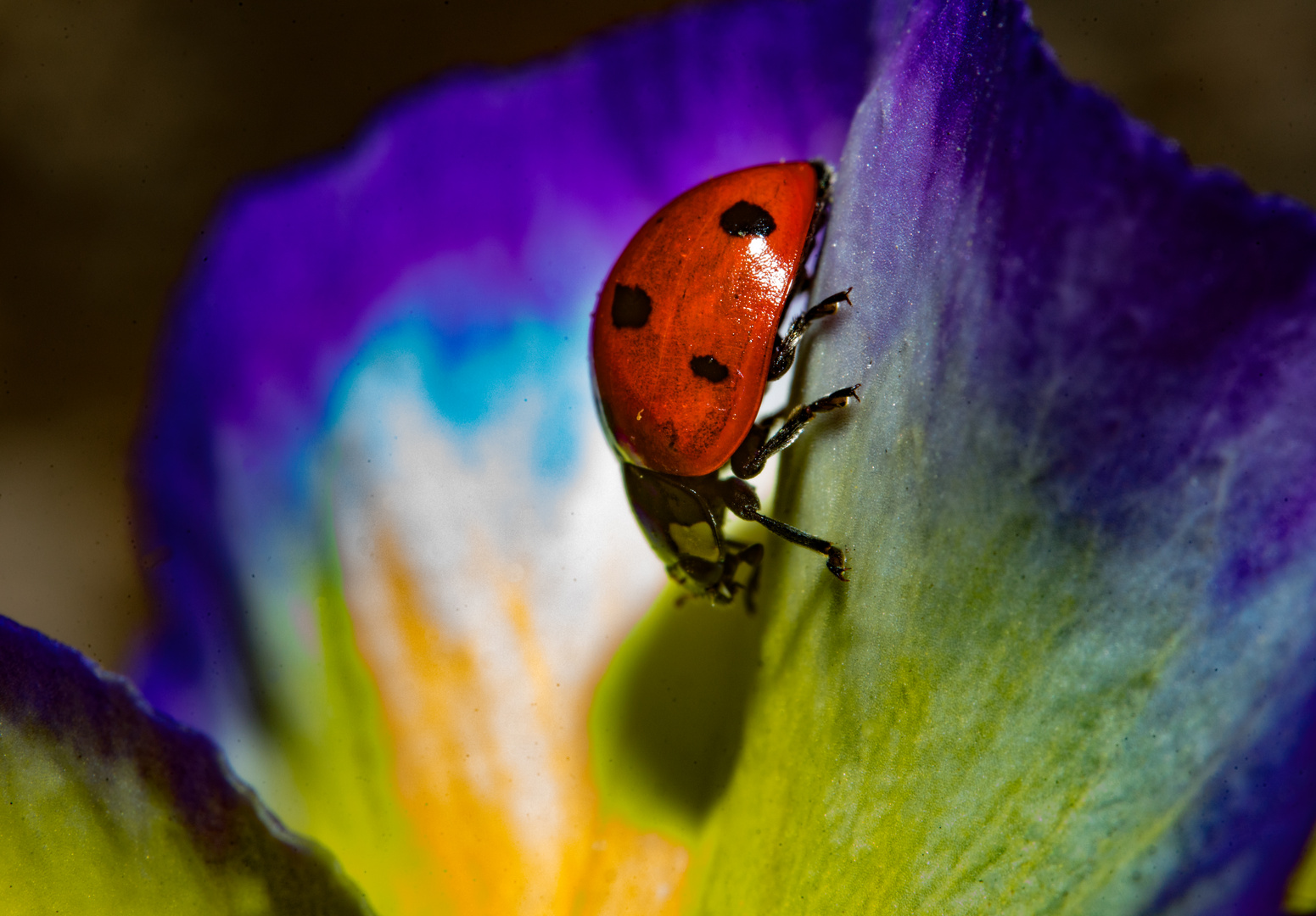 Lady Bug on Purple and Yellow