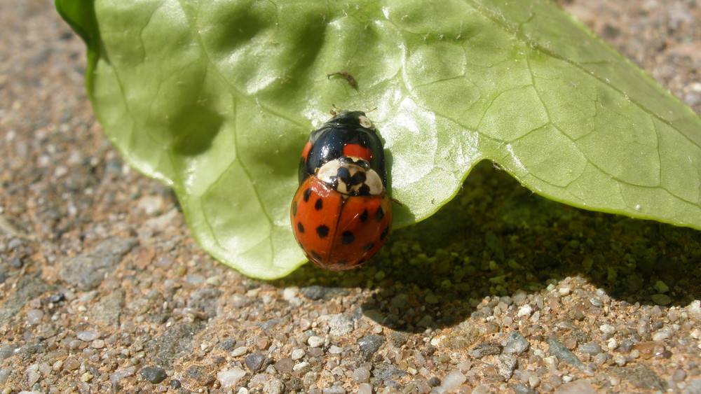 Lady-Bugs