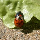 Lady-Bugs