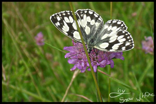 Lady Butterfly