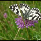 Lady Butterfly