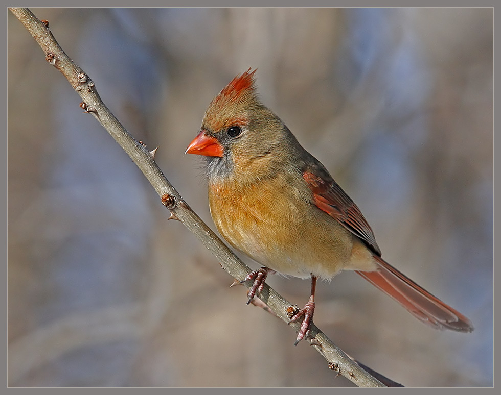 Lady Cardinal