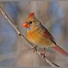 Lady Cardinal