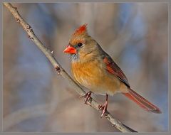 Lady Cardinal