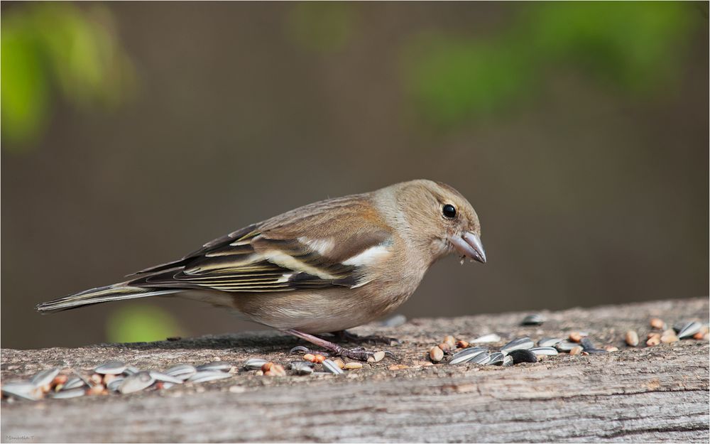 Lady chaffinch