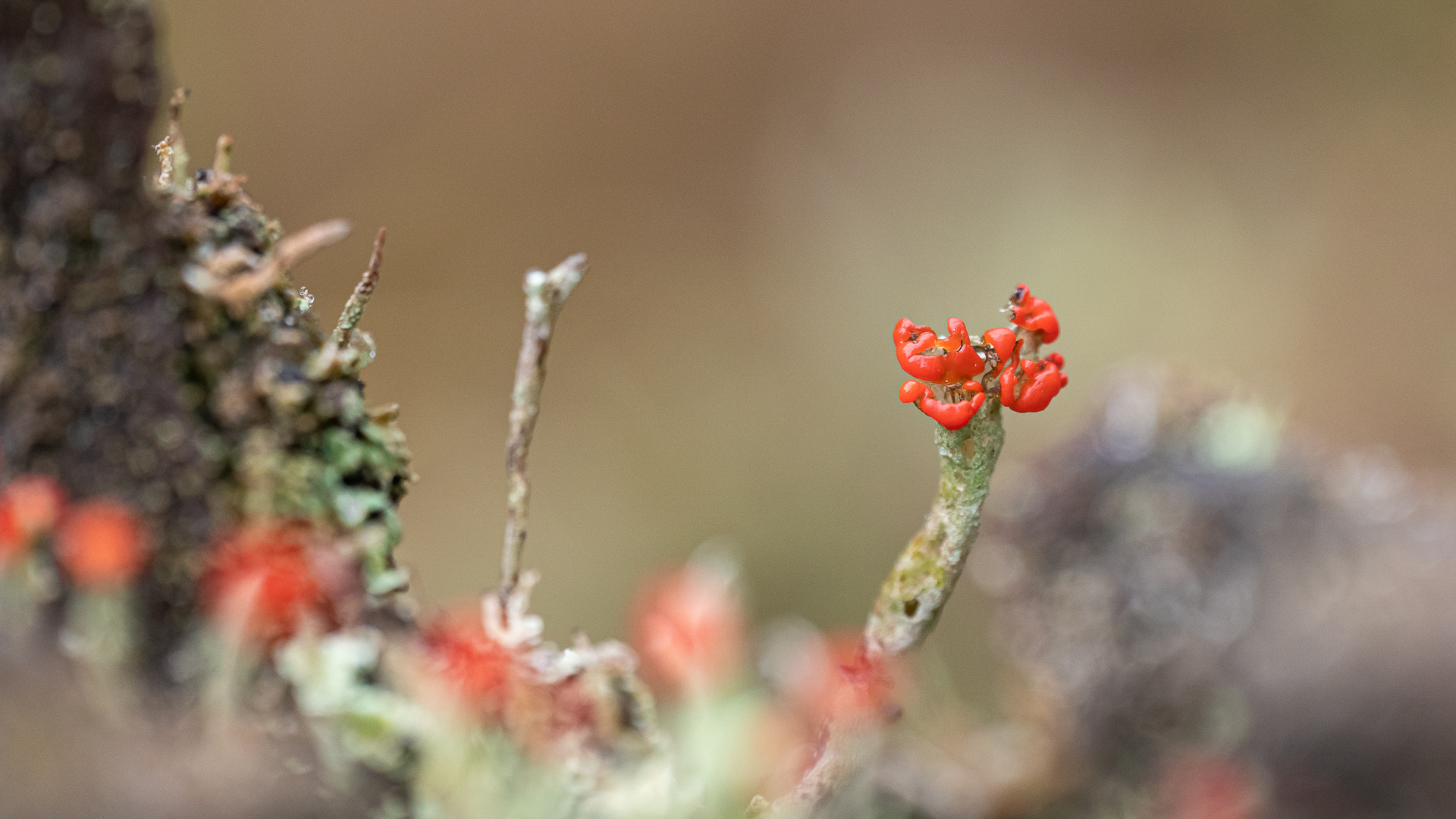 Lady Cladonia in red