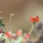 Lady Cladonia in red