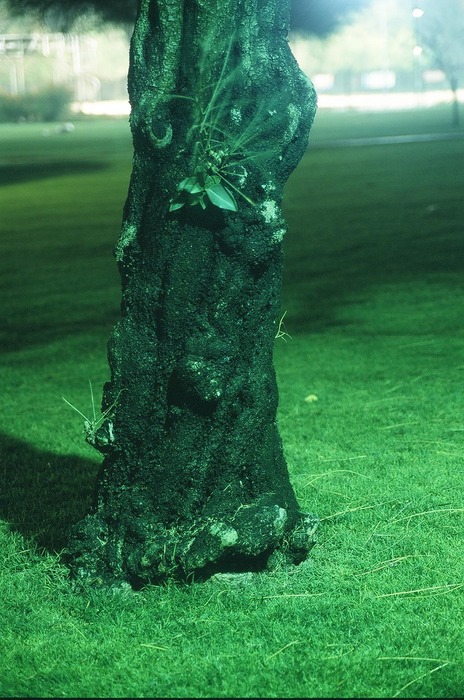 Lady Dressed In A Tree Trunk.