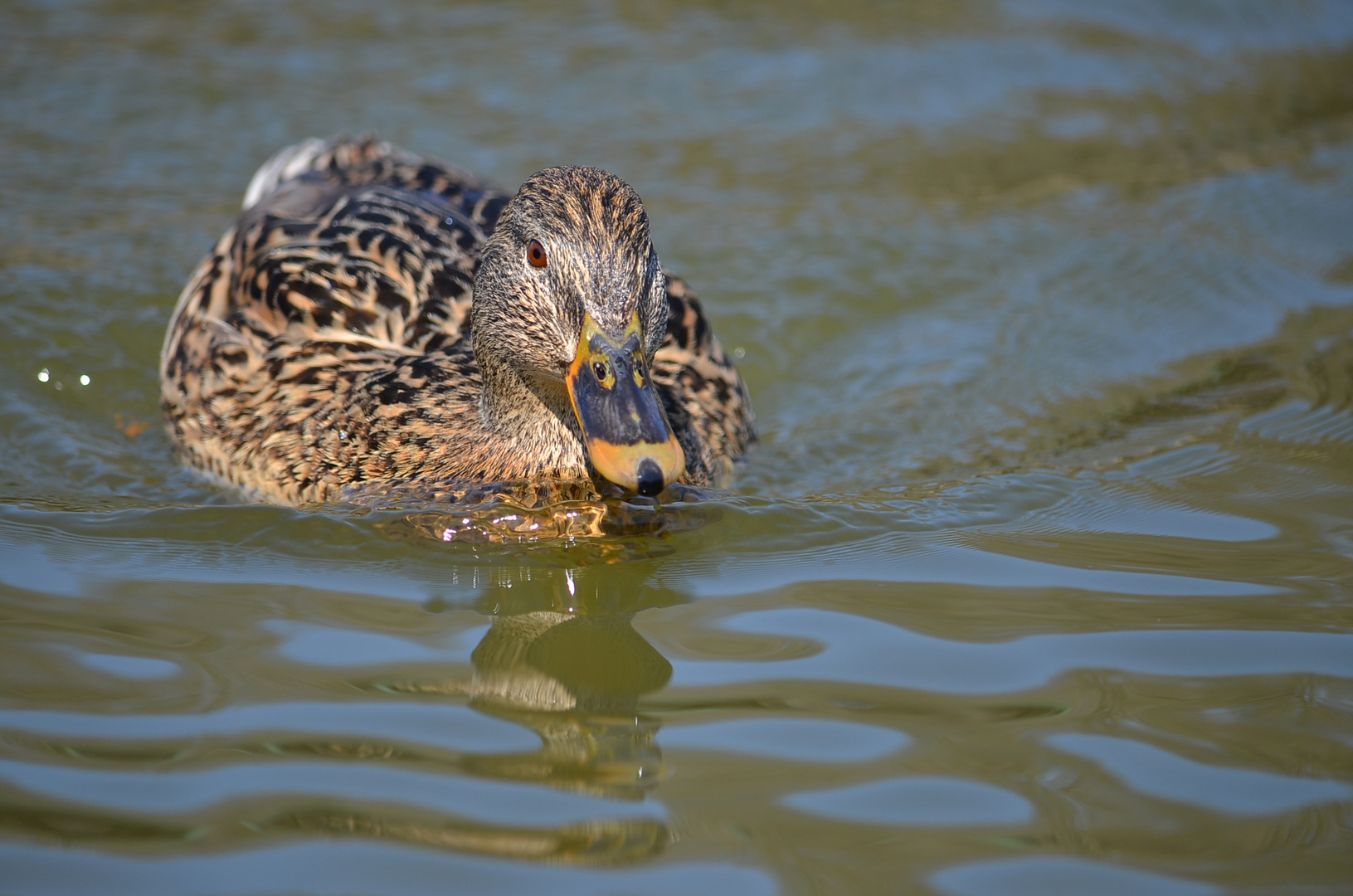 LADY DUCK