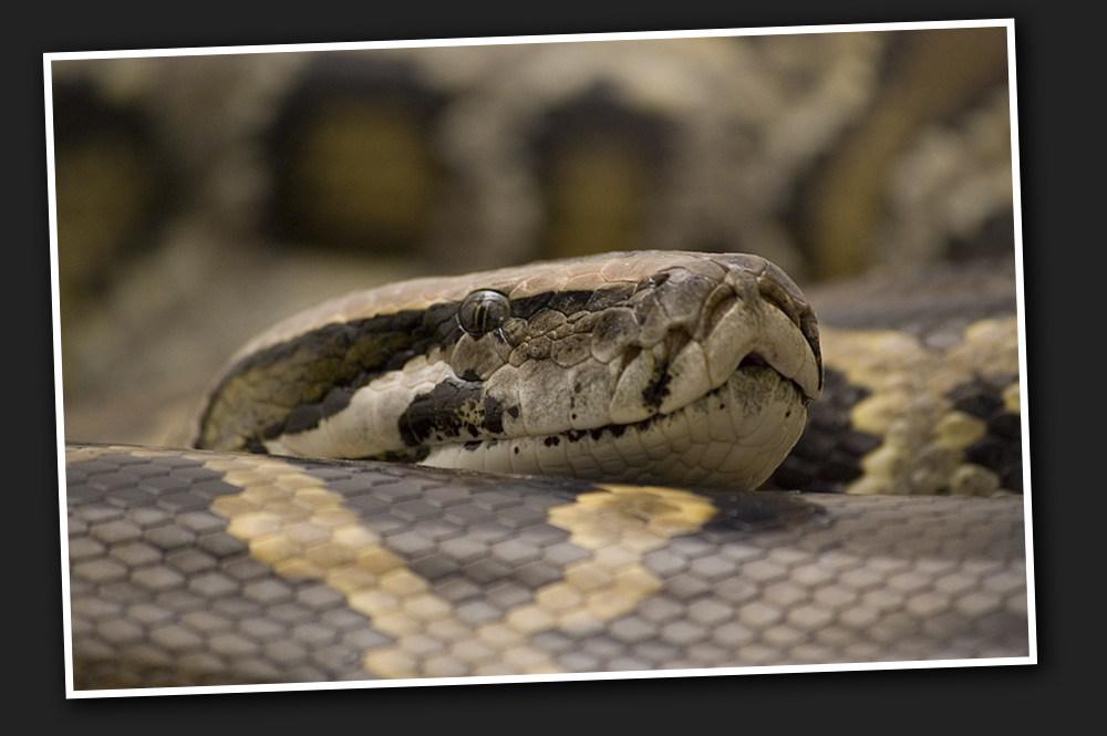 Lady - Dunkles Tigerpythonweibchen (Python Molurus Bivittatus)