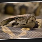 Lady - Dunkles Tigerpythonweibchen (Python Molurus Bivittatus)