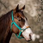 "Lady", ein American Painthorse