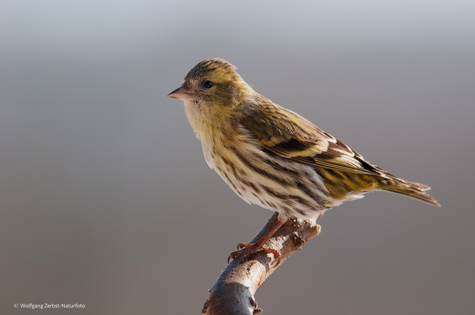   - Lady Erlenzeisig -  ( Carduelis sinus )