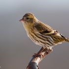   - Lady Erlenzeisig -  ( Carduelis sinus )