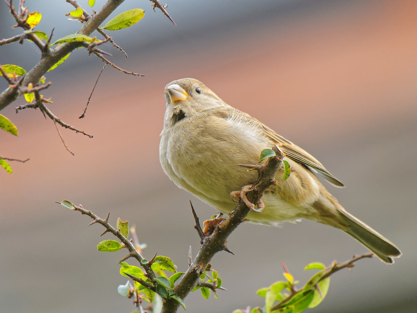 Lady House Sparrow