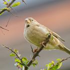 Lady House Sparrow