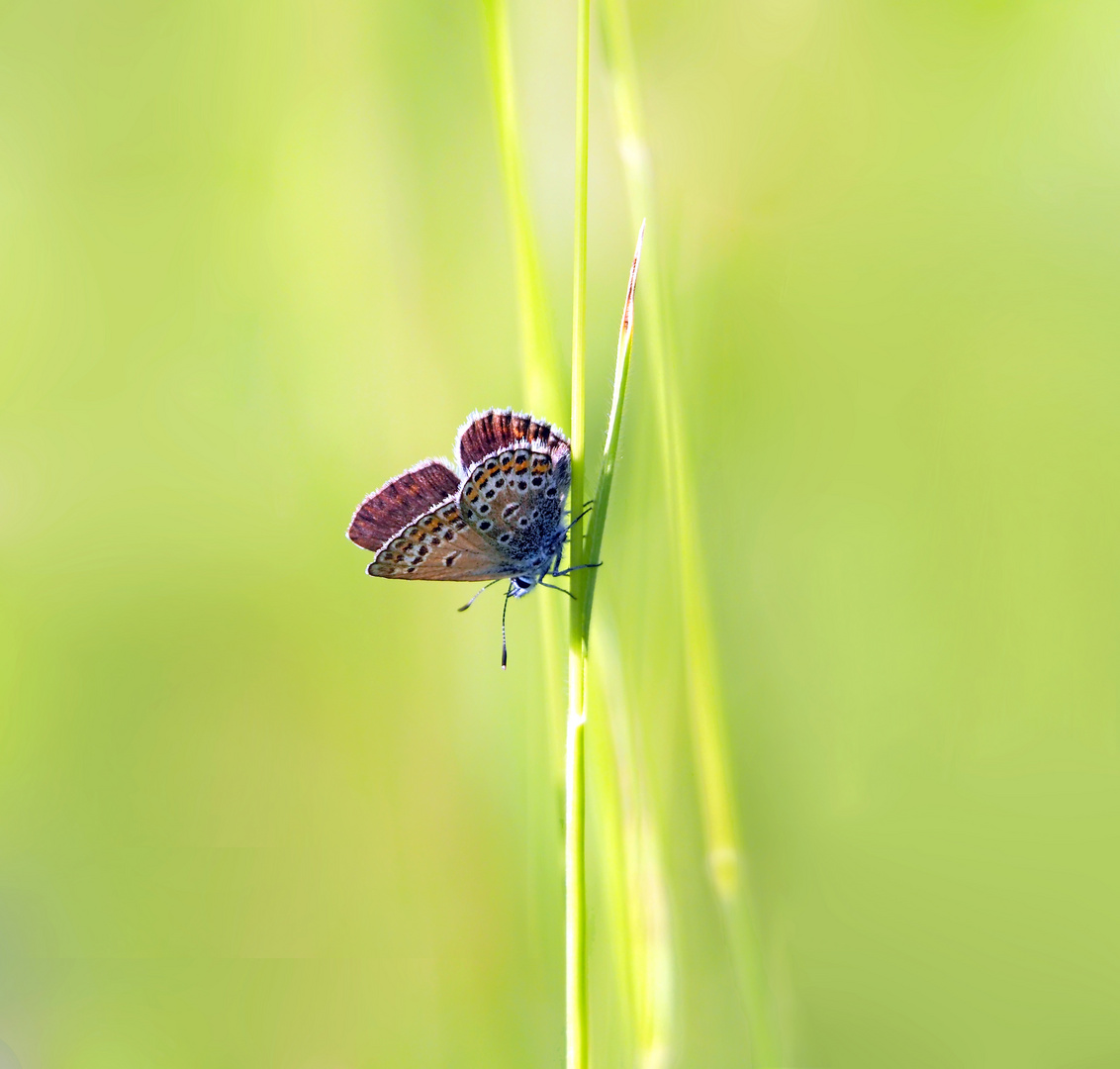 Lady im Gras