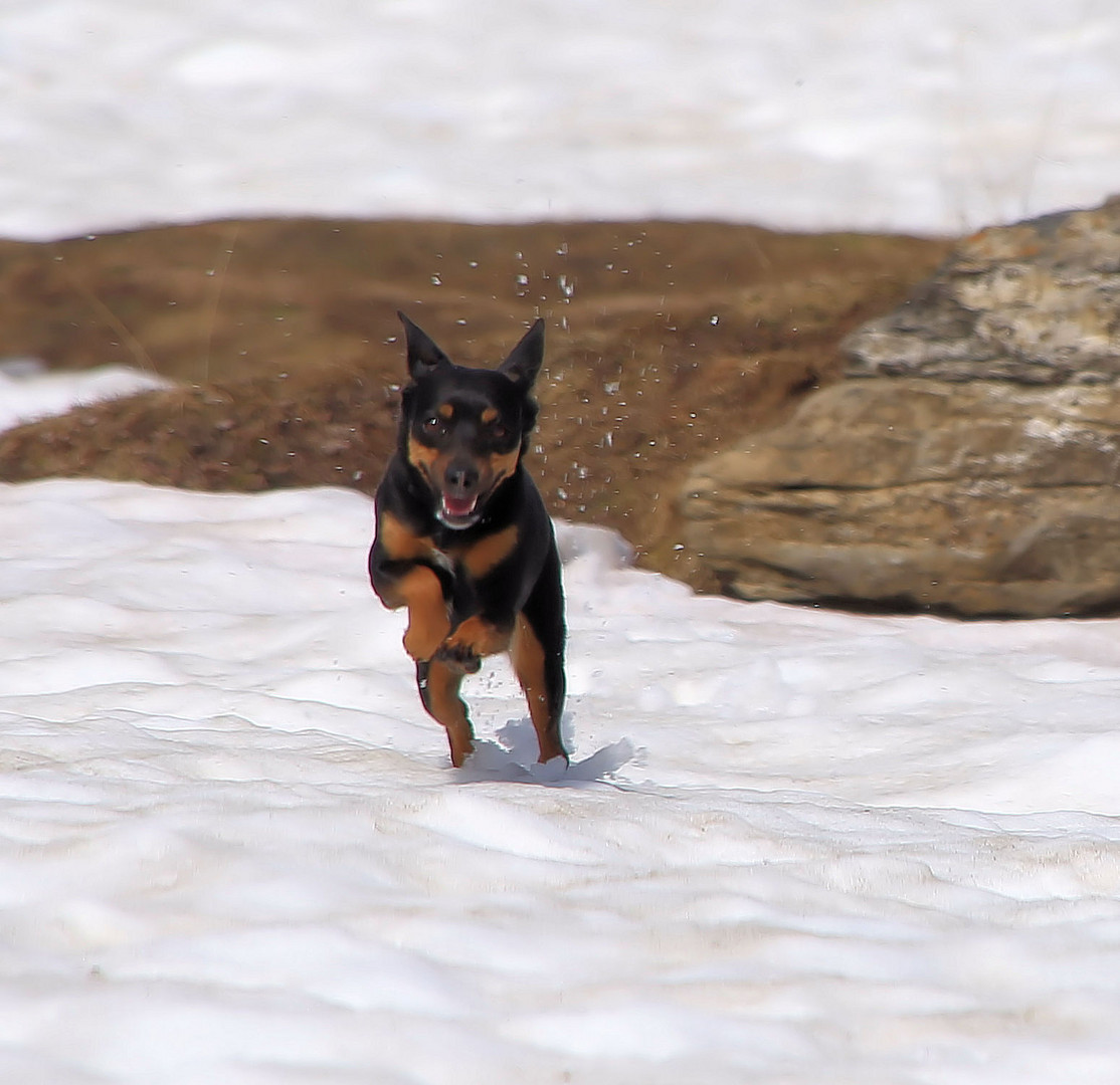 lady im schnee...